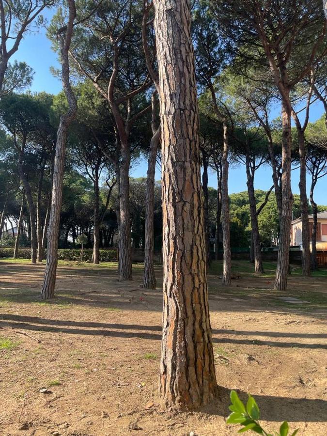 Pineta- Solo Per Famiglie- Walterigato Lido di Jesolo